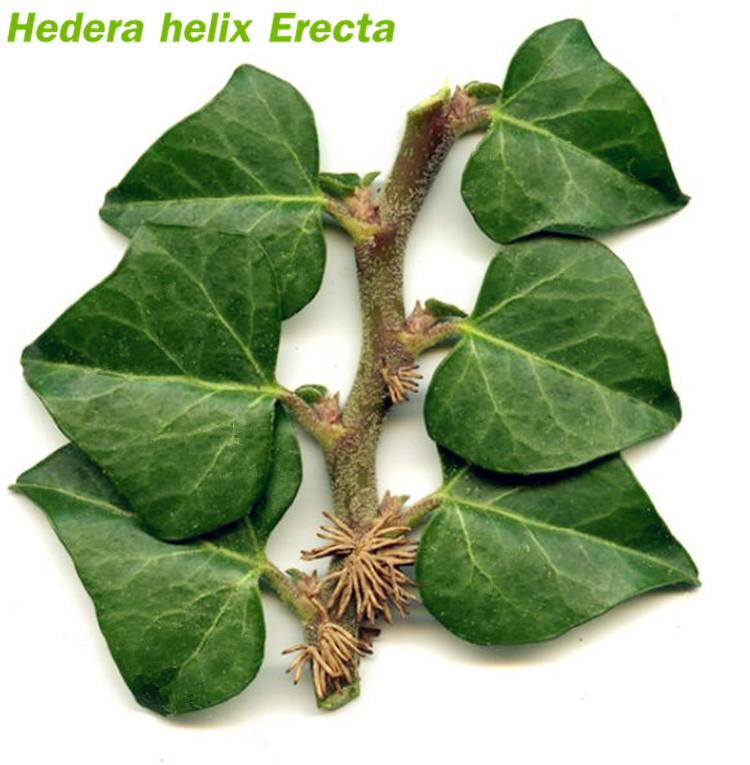 Hedera Helix Erecta (Hedera linn)