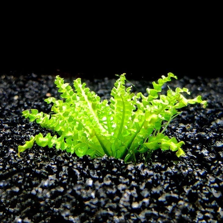 Downoi ( Pogostemon helferi )