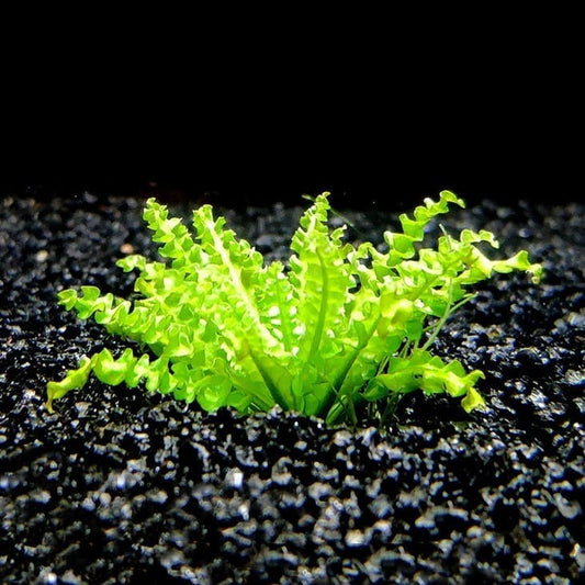 Downoi ( Pogostemon helferi )