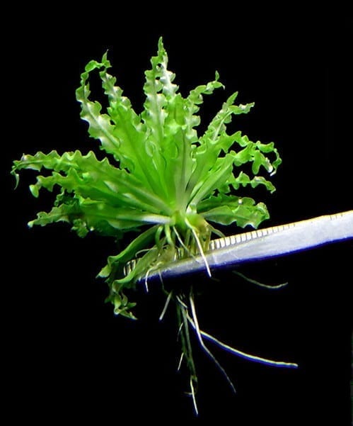 Downoi ( Pogostemon helferi )