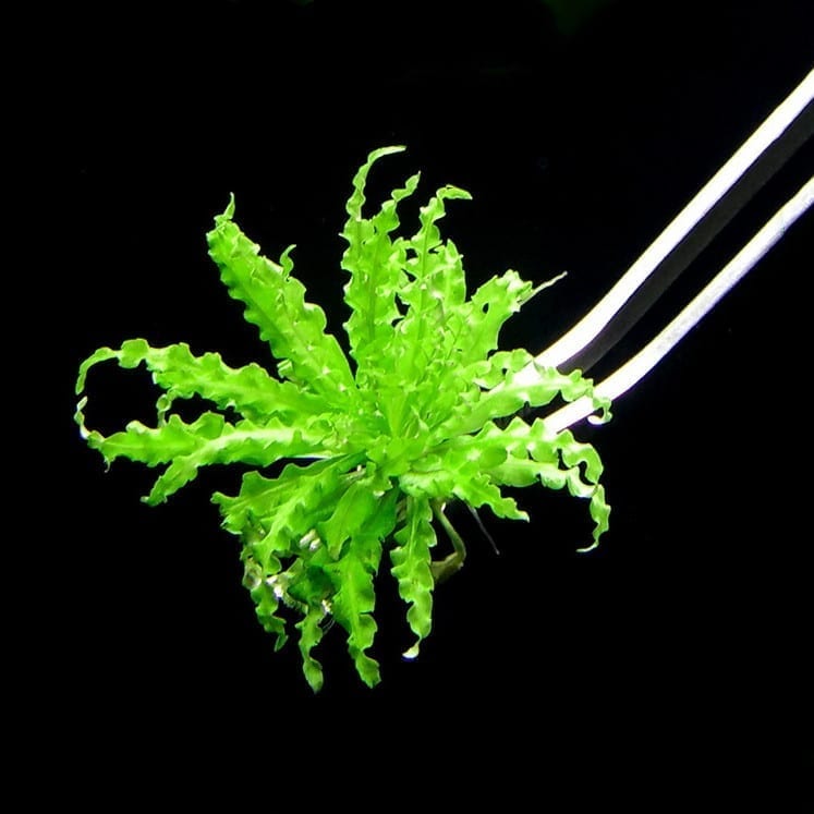 Downoi ( Pogostemon helferi )