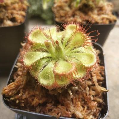 Drosera Burmannii