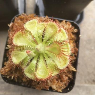 Drosera Burmannii