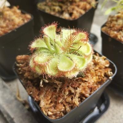 Drosera Burmannii