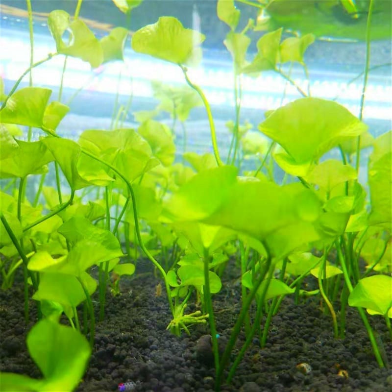 Nymphoides hydrophylla 'Taiwan'