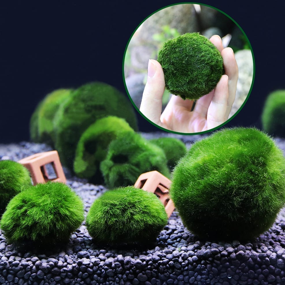 Marimo (Cladophora aegagrophila)