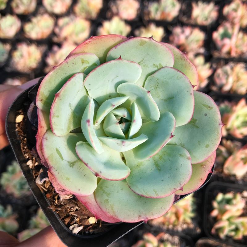 echeveria atlantis succulent Echeveria atlantis