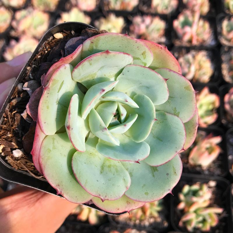 Echeveria atlantis