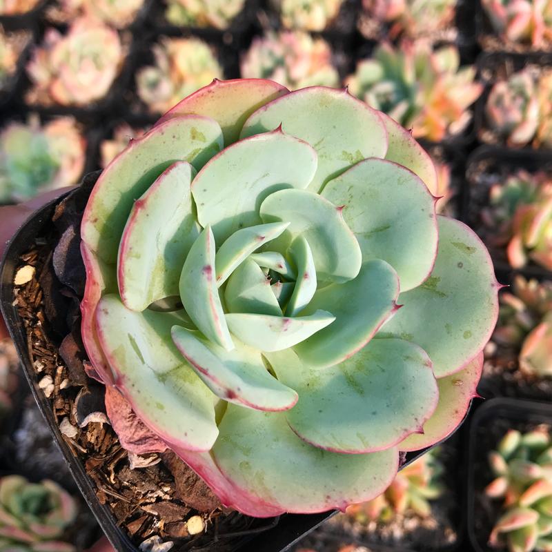 Echeveria atlantis