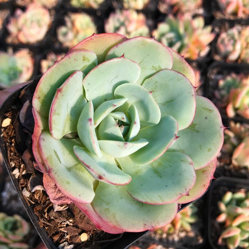 Echeveria atlantis