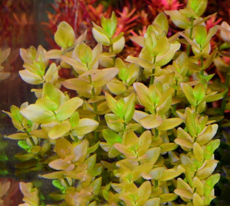 Mint Bacopa (Bacopa caroliniana)