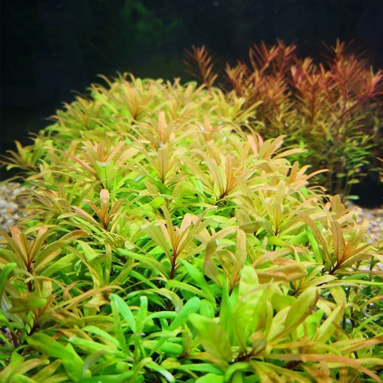 Ludwigia Cuba (Ludwigia inclinata var. verticillata 'Cuba')