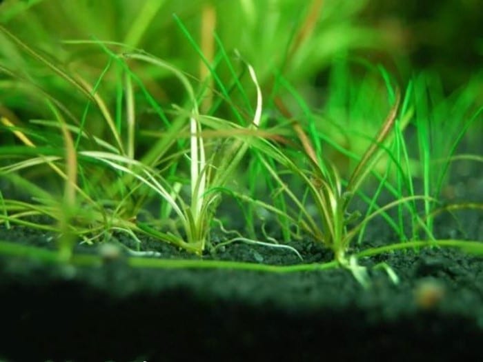 Narrow Leaf Chain Sword (Echinodorus tenellus)