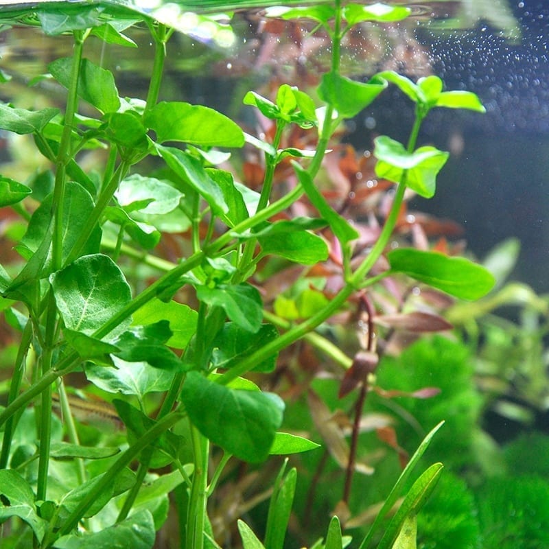 Chinese Lvy (Cardamine lyrata)