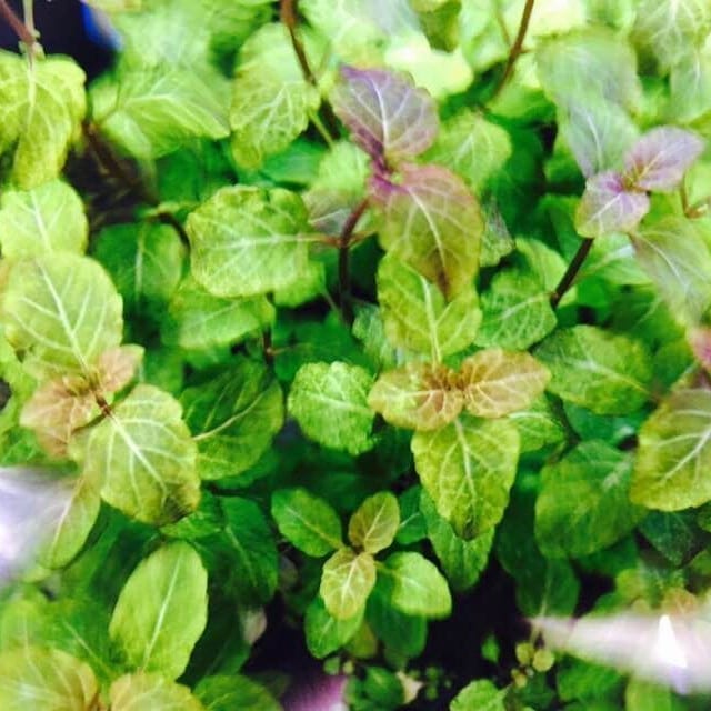 Hemigraphis Traian ( Hyptis lorentziana )