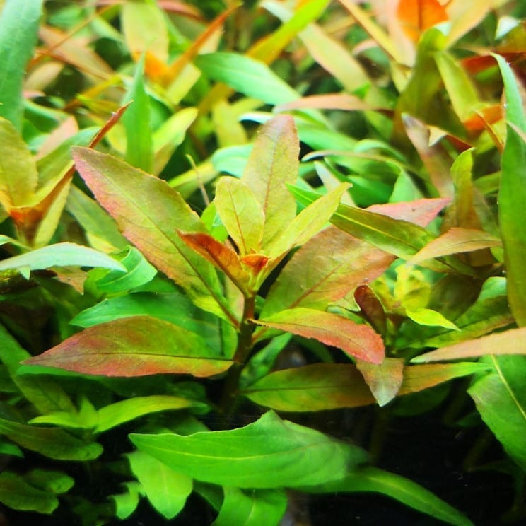 Ludwigia Pilosa (Ludwigia sphaerocarpa)