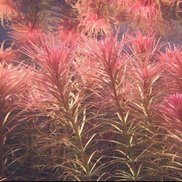 Ludwigia Inclinata var.Verticillata'Pantanal'