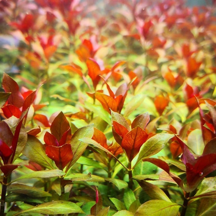 Ludwigia sp. Weinrot (Ludwigia repens rubin)