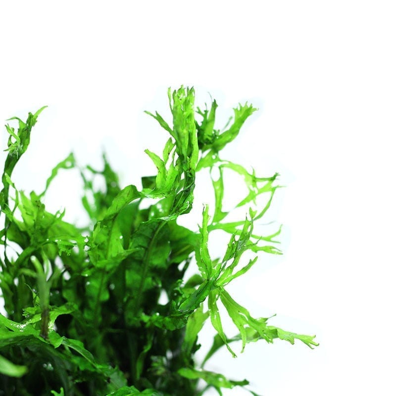 Java Fern Windelov ( Microsuinm pteropus 'Windelov' )