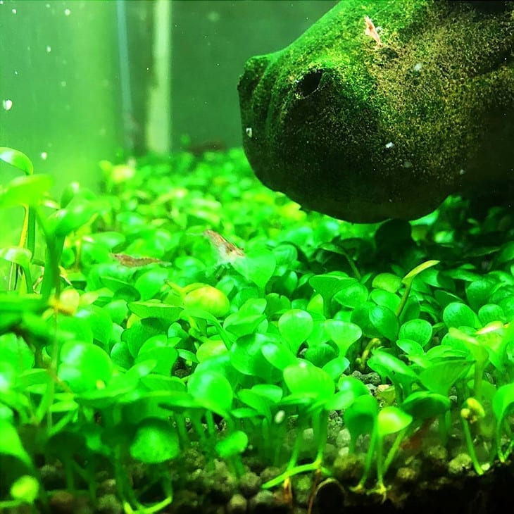 Dwarf Four Lead Clover (Marsilea hirsuta)