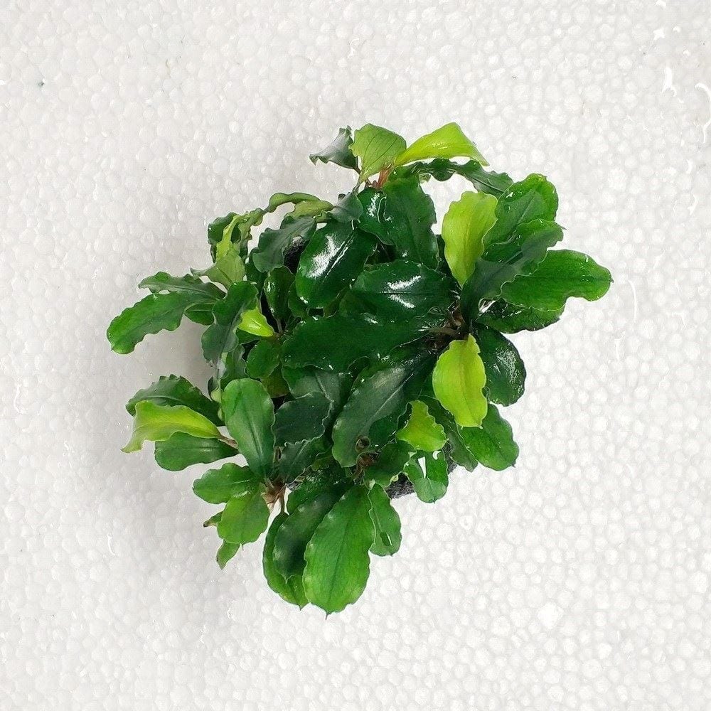 Bucephalandra sp. Cobalt Blue
