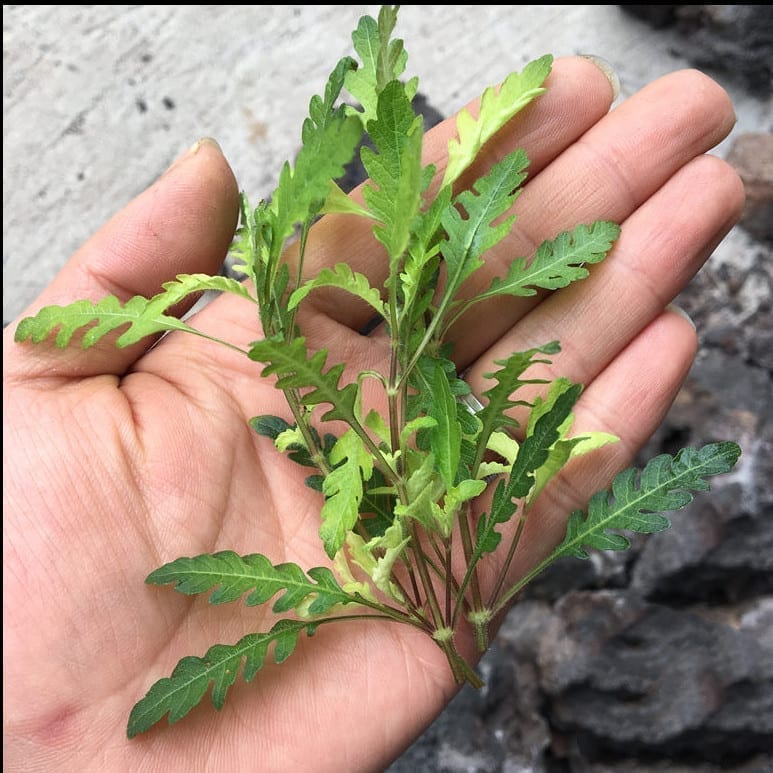 Fern Hygrophila (Hygrophila pinnatifida)