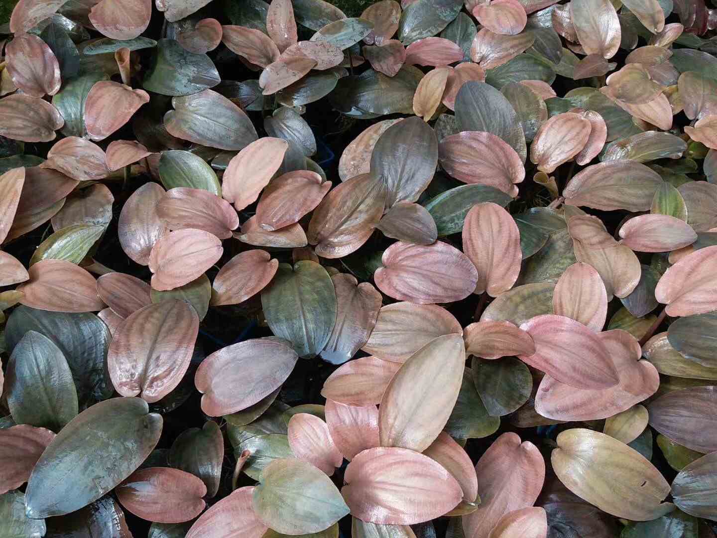 Lagenandra meeboldii ' Red '