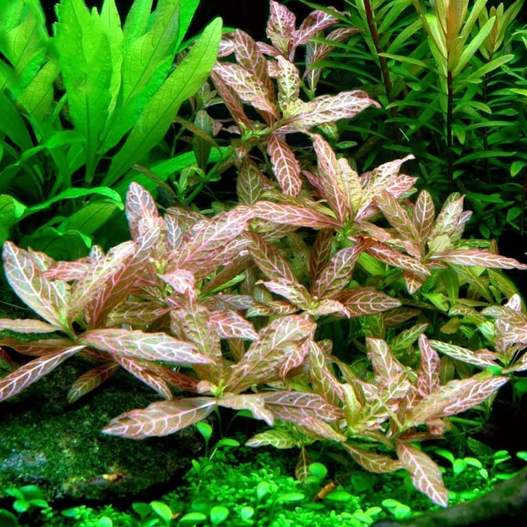 Dwarf Hygrophila (Hygrophila polysperma)