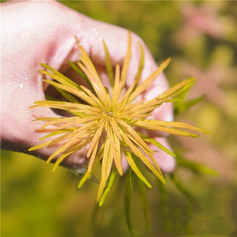 Ludwigia Cuba (Ludwigia inclinata var. verticillata 'Cuba')