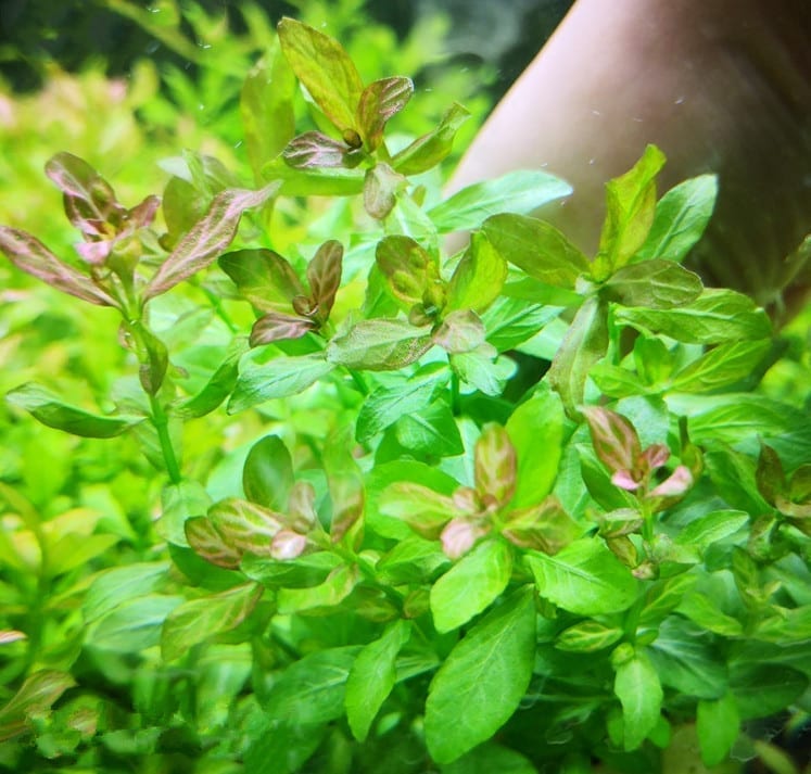 Dwarf Hygrophila (Hygrophila polysperma)