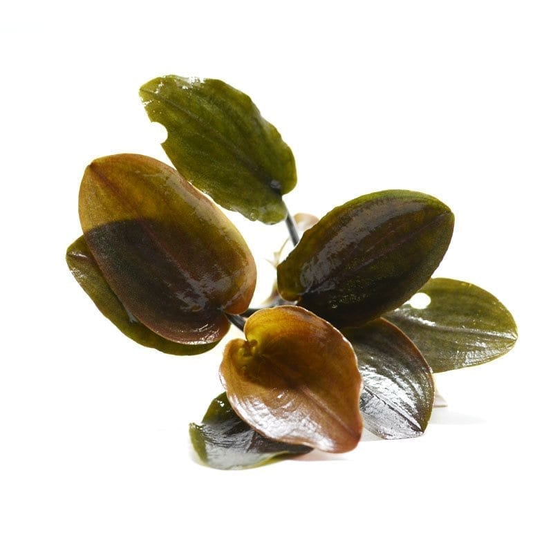 Lagenandra meeboldii ' Red '