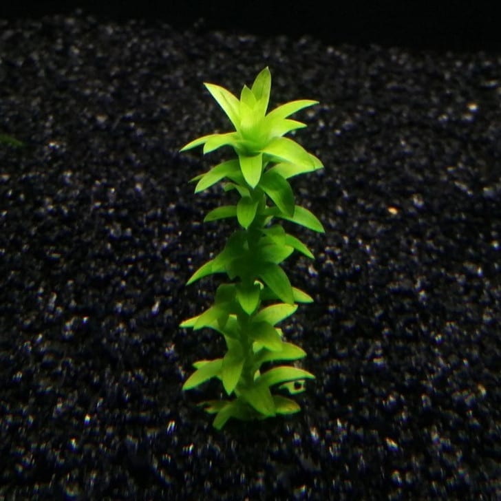 Tonina fluviatilis ''Lotus Blossom''