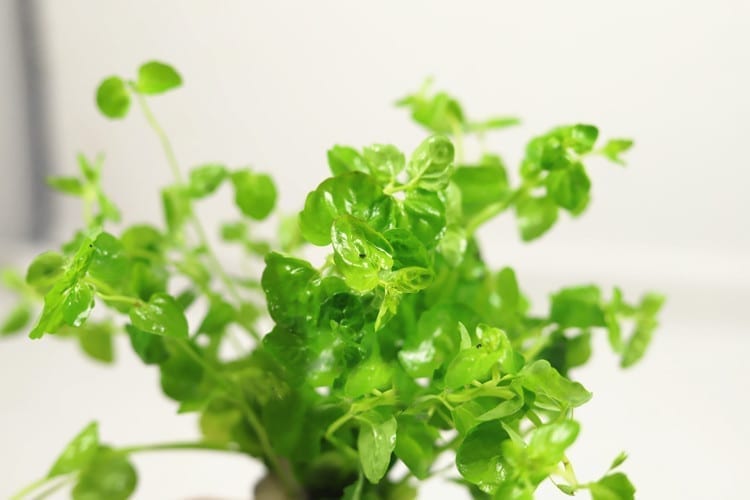 Chinese Lvy (Cardamine lyrata)