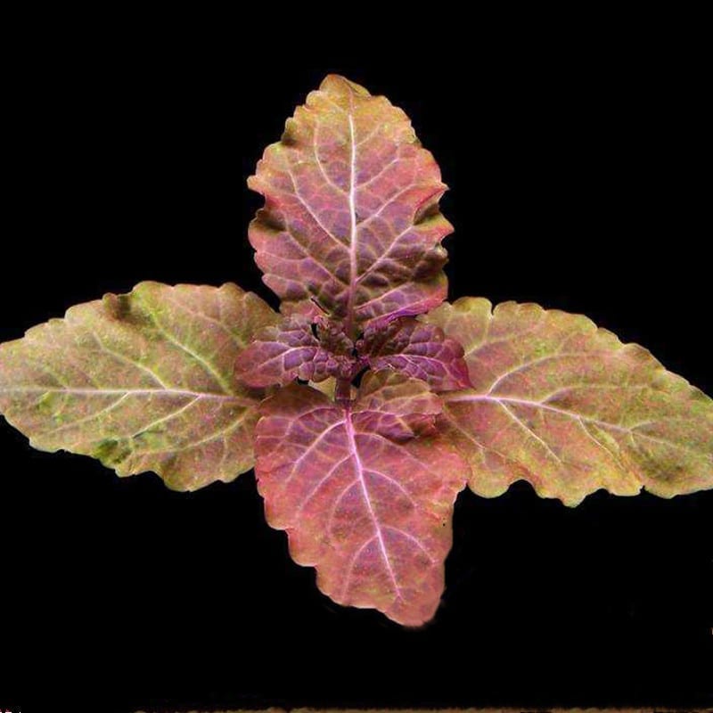 Hemigraphis Traian ( Hyptis lorentziana )