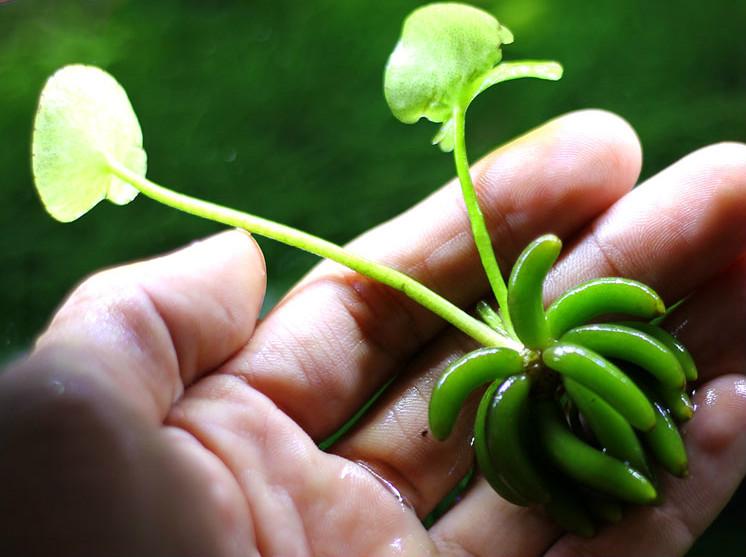 Banana Lily (Nymphoides aquatica)