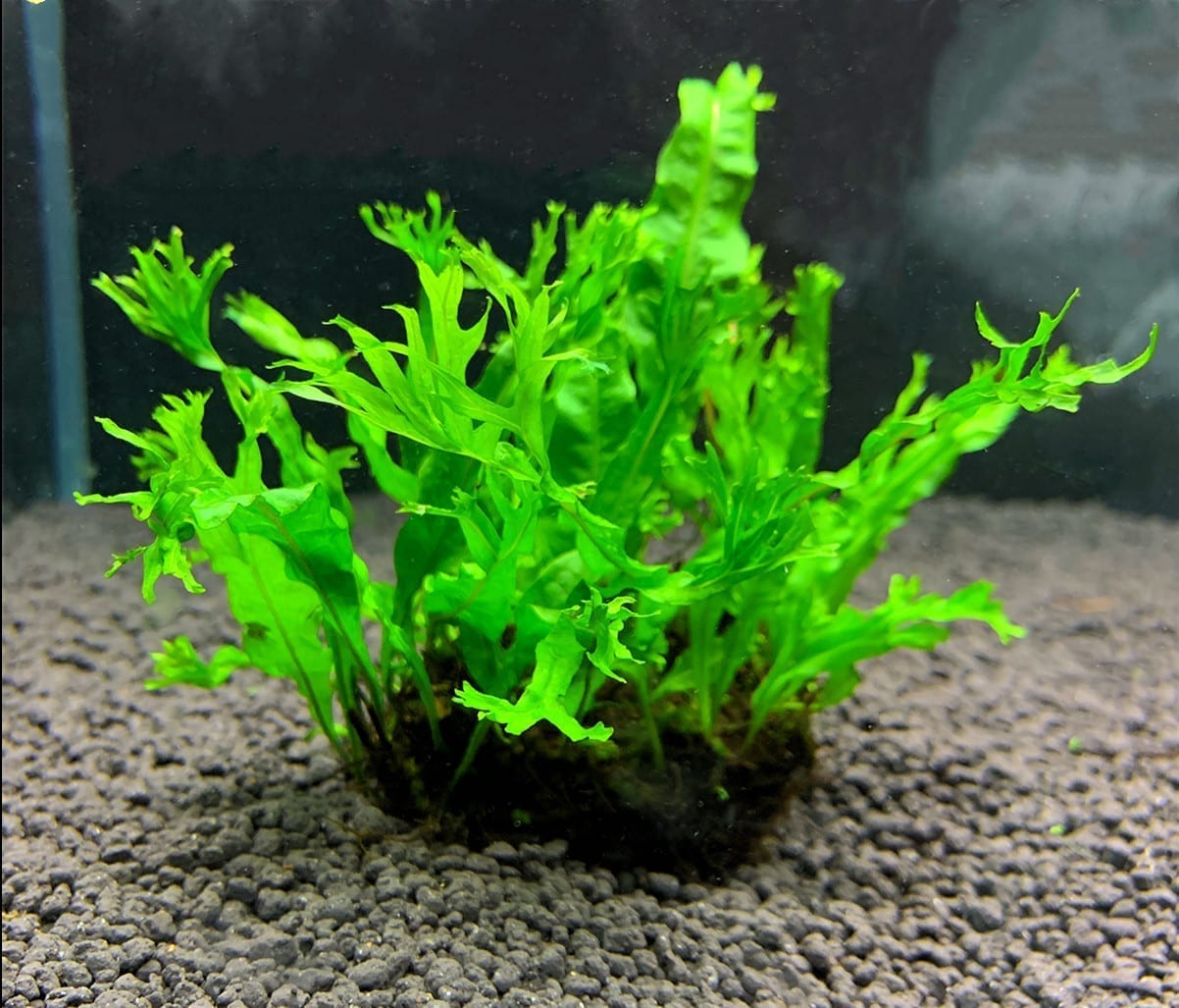 Java Fern Windelov ( Microsuinm pteropus 'Windelov' )