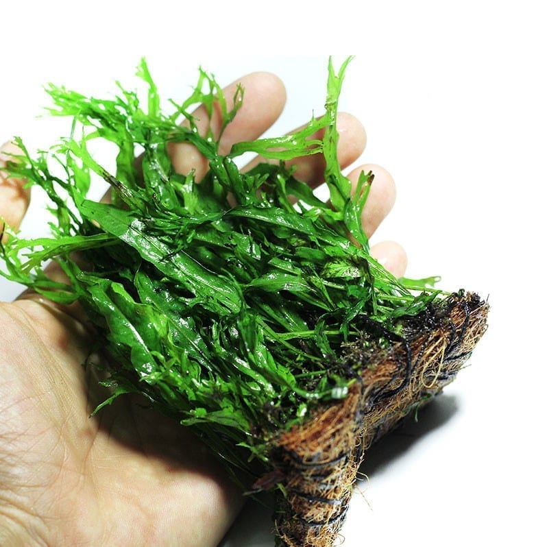 Java Fern Windelov ( Microsuinm pteropus 'Windelov' )