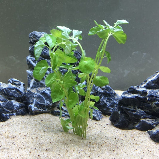 Chinese Lvy (Cardamine lyrata)