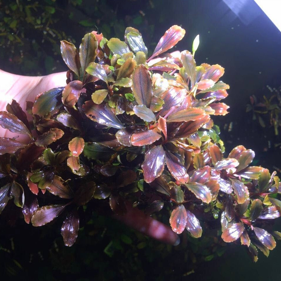 Bucephalandra sp. 'cherish-3'