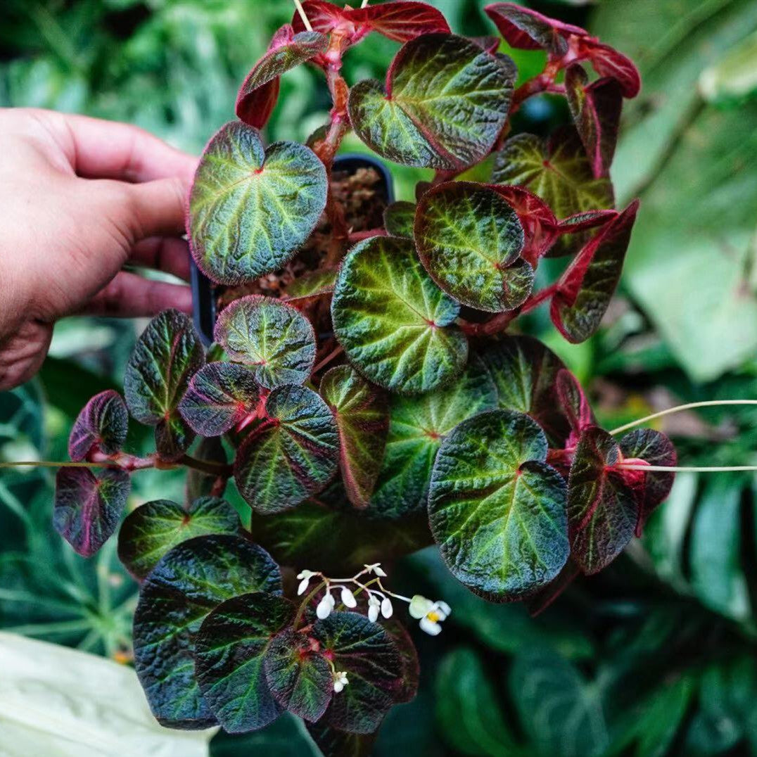 Begonia ' Bonita Shea '