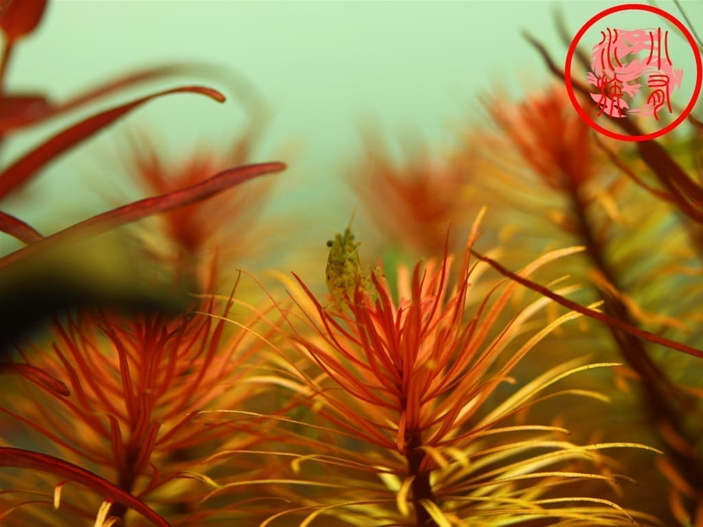 Ludwigia Inclinata var.Verticillata'Pantanal'