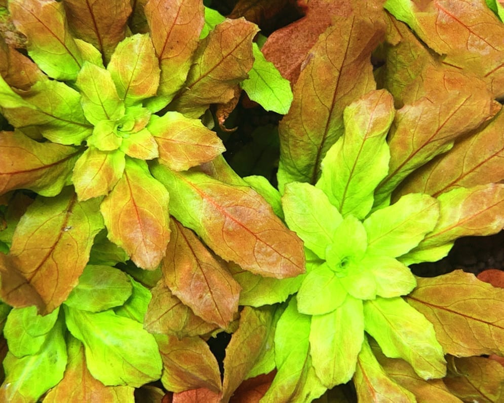 Ludwigia Pilosa (Ludwigia sphaerocarpa)