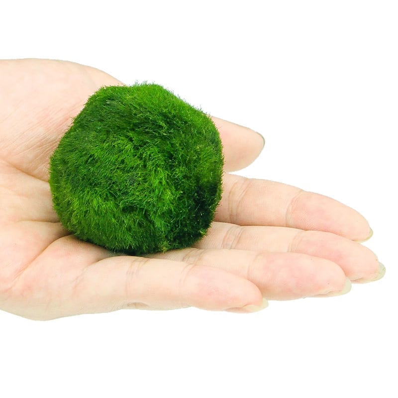 Marimo (Cladophora aegagrophila)