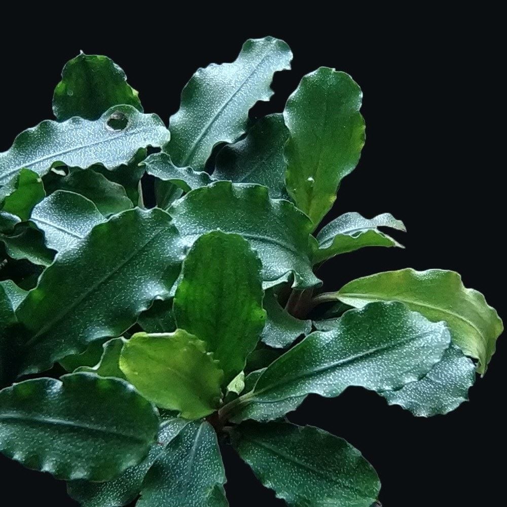 Bucephalandra sp. Cobalt Blue