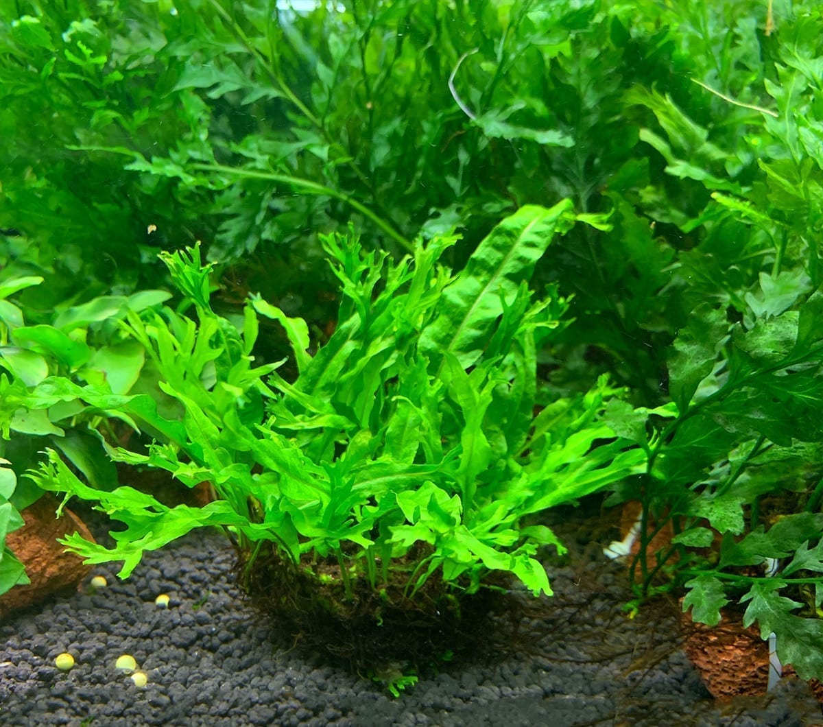 Java Fern Windelov ( Microsuinm pteropus 'Windelov' )