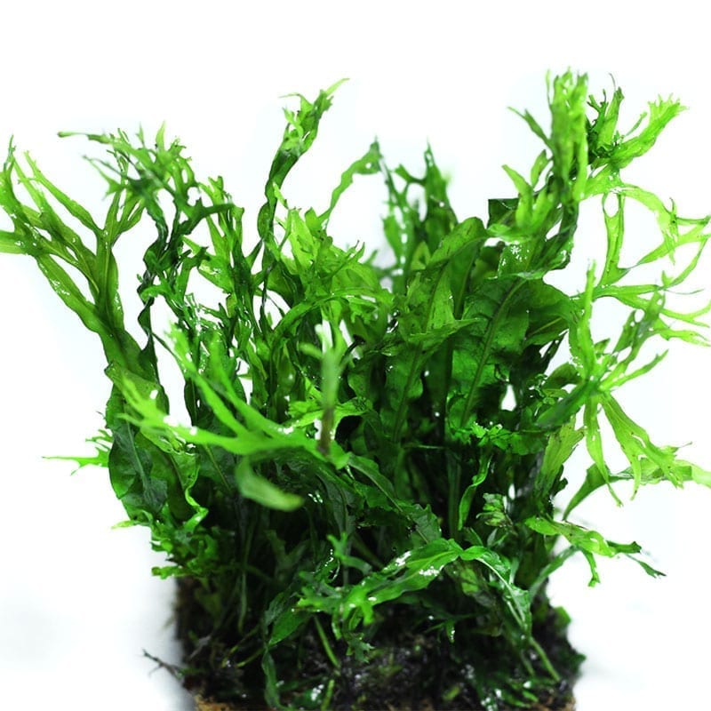 Java Fern Windelov ( Microsuinm pteropus 'Windelov' )