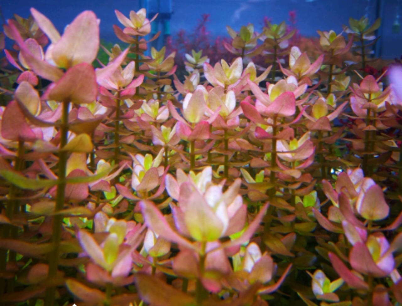 Mint Bacopa (Bacopa caroliniana)