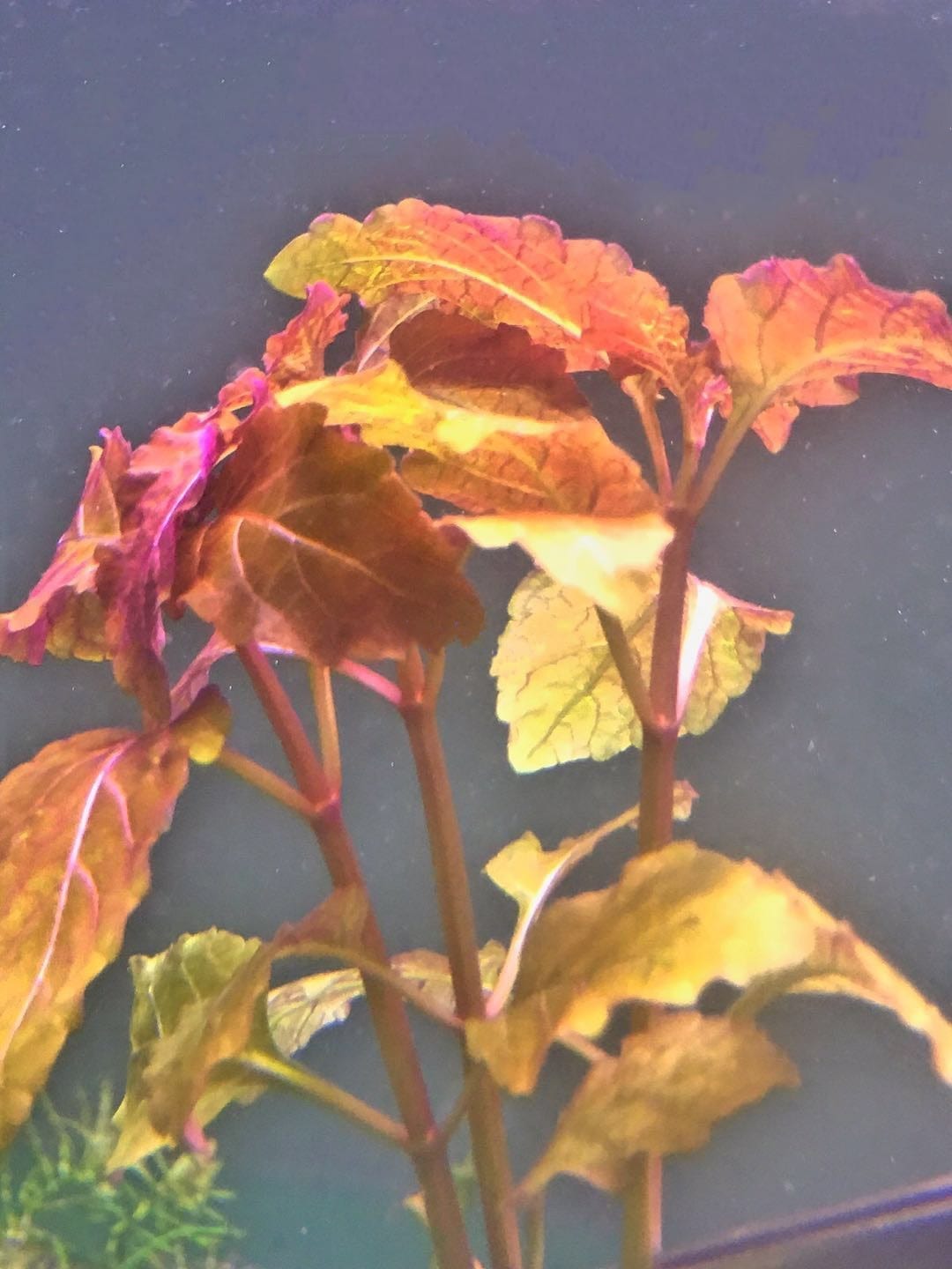 Hemigraphis Traian ( Hyptis lorentziana )