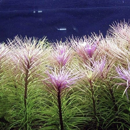 Eusteralis Stellata Octopus (Pogostemon stellatus)