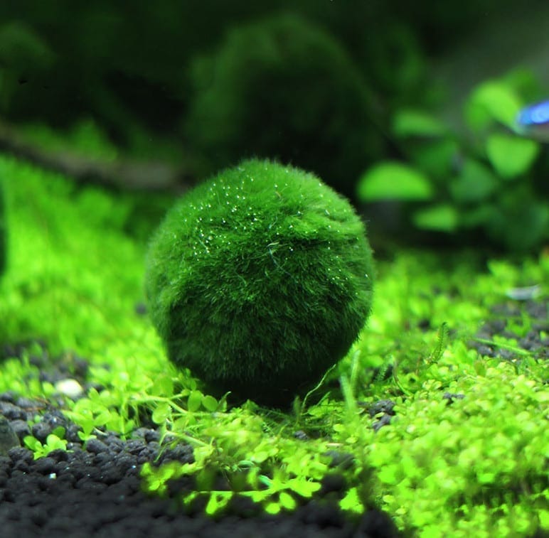 Marimo (Cladophora aegagrophila)